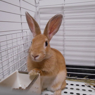 保護うさぎ/69番 関東関西輸送あります！