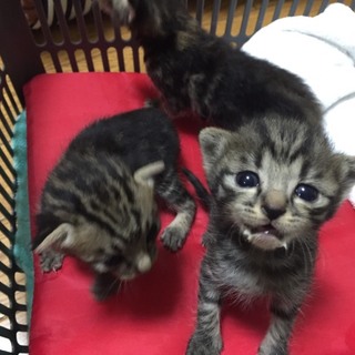 可愛い子猫の里親募集してます！