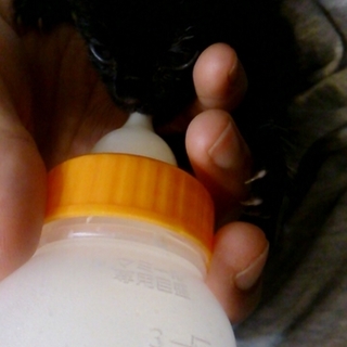 生後2.3週間（推定）子猫です。