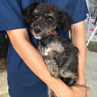 トイプードルユメちゃん♪4歳徳島で迎えて頂けました