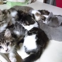 仔猫3匹の里親募集です！