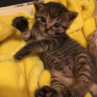 キジトラ♂生後二週間
