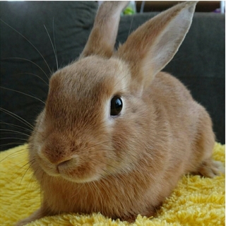 保護うさぎ/74番 関東関西輸送あります！