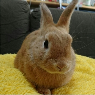 保護うさぎ/75番 関東関西輸送あります！