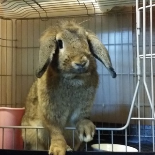 保護うさぎ/33番　関東関西輸送あります！