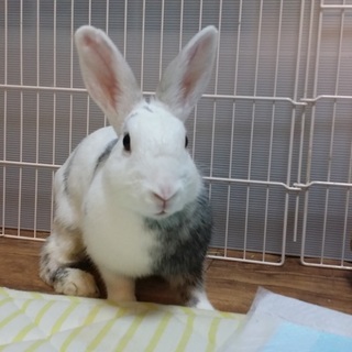 保護うさぎ/15番 関東関西輸送あります！