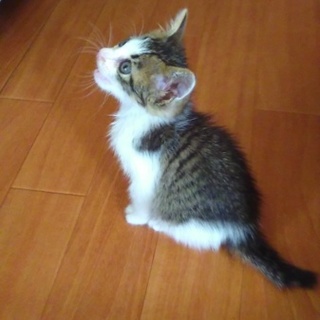 ２ヶ月女子、トイレトレーニング済室内放し飼い即可