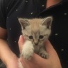 パパに抱っこされる花ちゃん