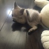の写真