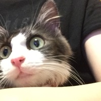 リバティ