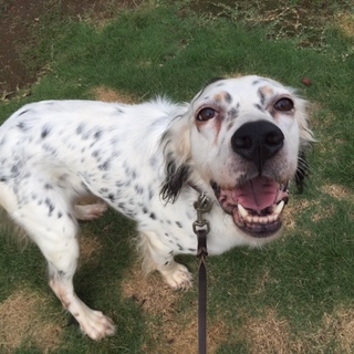 美男子セッター、ジャム君