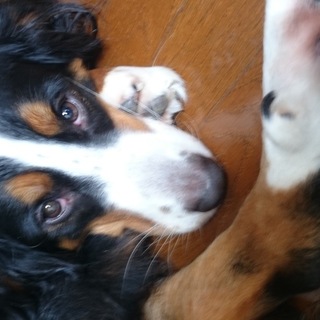 行き場を無くしたバーニーに愛の手を。