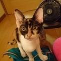 生後6ヶ月三毛猫お茶目な柄の女の子