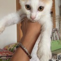 茶白可愛い仔猫甘えた男の子