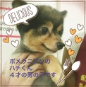 ポメラニアンのハチくんは甘えん坊な小振りな子です
