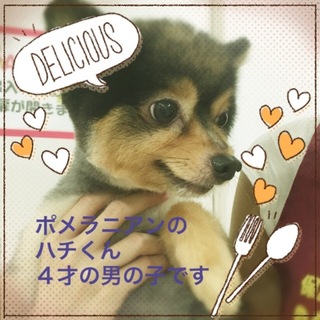 ポメラニアンのハチくんは甘えん坊な小振りな子です