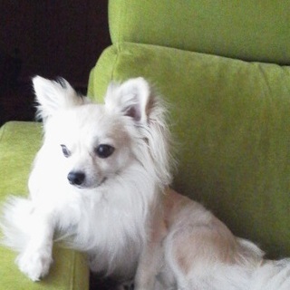 ロングコートチワワ（オス）