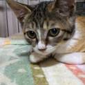 とっても美猫の三毛猫ちゃん