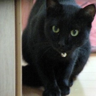 一歳未満の黒猫「クーちゃん」