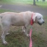 福島被災犬　ラブミックス　メス　１０歳 サムネイル2
