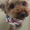 小さめトイプ５歳の女の子です。