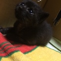 生後1週間くらいから人の手で育てております。
