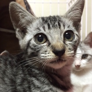 茜(アカネ)ちゃんら