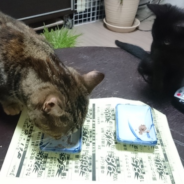 もずく姉さん、にゃーさんの食べ残しを処分中。