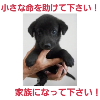 生後約一ヶ月の小さな命を繋いで下さい！