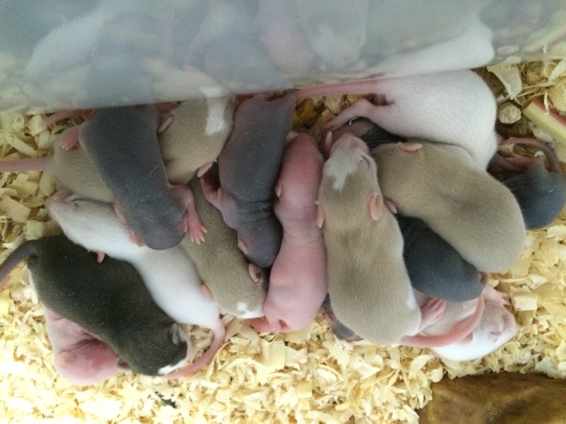 ファンシーラット多数 サムネイル2