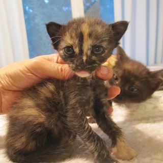 かわいいさび猫 なまこち 岡山県 猫の里親募集 ペットのおうち 月間利用者150万人 かわいいさび猫 なまこち 岡山県 猫の里親募集 ペットのおうち 月間利用者150万人