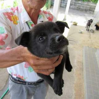 この子の家族を探しています