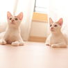 【医療済】人馴れＯＫ、茶白、5ヶ月の女の子、マロ♩ サムネイル7