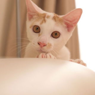 【医療済】人馴れＯＫ、茶白、5ヶ月の女の子、マロ♩