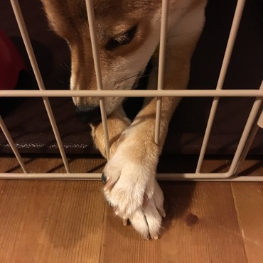 サークルから出して欲しい時のポーズ。鳴いたりせず、このポーズでうったえてきます。