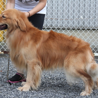ゴールデン　1才男の子