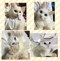 ありがとうございます。保健所から保護の白猫ガールズ