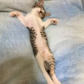 猫好きで優しい人大事に育ててくれる人お願いします