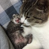 母猫モモちゃんと生まれたてのチビちゃん( ^ω^ )