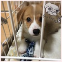 コーギー赤ちゃんの家族募集