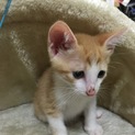 ２ヶ月雄茶白、５ヶ月雌サバトラ