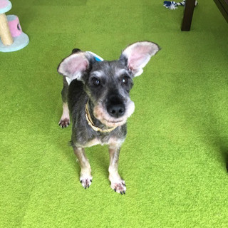 甘えん坊のシュナ！アテネくん♂