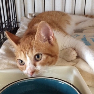 明るくやんちゃなひまわり君♪　５ヶ月