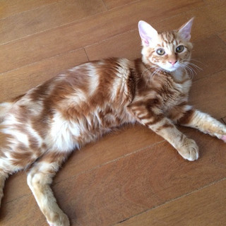 マイペース茶トラ女子♪　５ヶ月