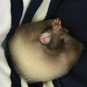 人懐っこいフェレットさんです！