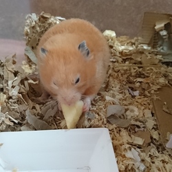 リンゴを食べるモモちゃん