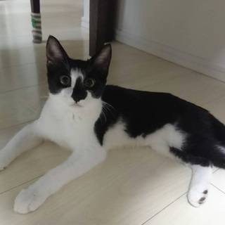 とってもチャーミングで懐っこい姉妹、コアラちゃん♪