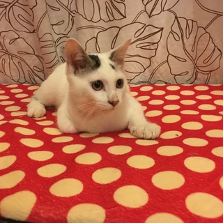 慣れ慣れお留守番可3か月子猫ちゃん