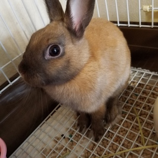 ネザーランド6ヵ月