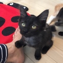 甘えん坊のケヌキ4兄妹、黒長毛のクーちゃん